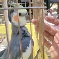 عروس هلندی گمشده خیابان رجای
