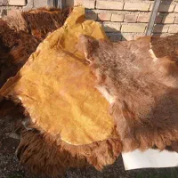 پوست گوسفند|پادری|گنبد کاووس, |دیوار