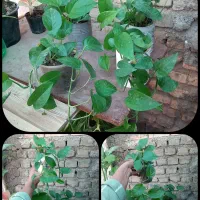 فلیدندرون. زاموفیلیا. فیکوس..|گل و گیاه طبیعی|مینودشت, |دیوار