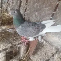 یک  کبوتر  سرور