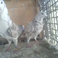 کفتر‌پرشی|پرنده|ری, عباس‌آباد|دیوار