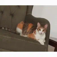 گمشده|حیوانات|رشت, معلم|دیوار