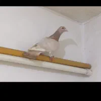 پلاکی|پرنده|بوشهر, |دیوار