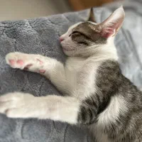 گربه فوق العاده باهوش و بانمک