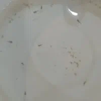 بچه ماهی گوپی یلو