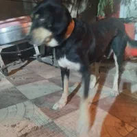 گم شده،مژدگانی بگیرید