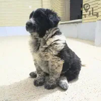 واگذاری‌سگ‌قبول‌میکنم