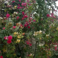 باغ به مساحت ۱۴۰۰ متر|فروش زمین و ملک کلنگی|گلمکان, |دیوار