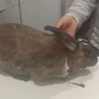 خرگوش فروشی|موش و خرگوش|مریوان, |دیوار