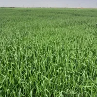 با-سلام-یک-باب-گراج
