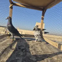 کبوتر سبز چاپی و سبز دوخط پلاکی صید
