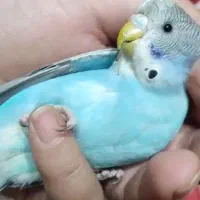 مرغ عشق گمشده