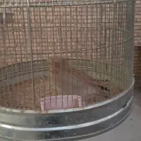 سهره خاکی|پرنده|بلداجی, |دیوار