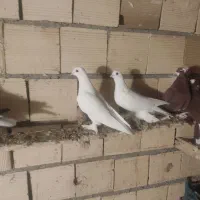 کفتر|پرنده|یامچی, |دیوار