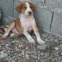 سگ نرگله پجه درشت|سگ|کوچصفهان, |دیوار