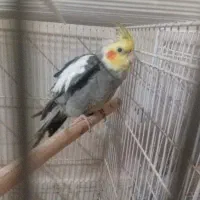 عروس هلندی نر