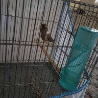 قناری شش دنگ مست