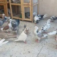 کفتر