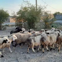 فروش 26 راس میش داشتی ابستن|حیوانات مزرعه|جره و بالاده, |دیوار