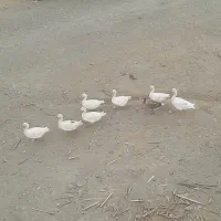 غاز محلی جوان