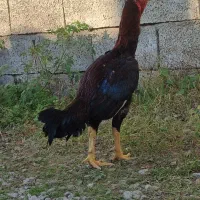 خروس لاری سن یکو نیم سال همه جوره سالم|حیوانات مزرعه|نوشهر, |دیوار