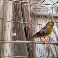 سهره قناری نر|پرنده|بهارستان, |دیوار