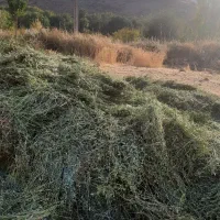 گل یونجه|خدمات باغبانی و درختکاری|بروجرد, |دیوار