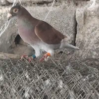 پلاکی|پرنده|شادگان, |دیوار