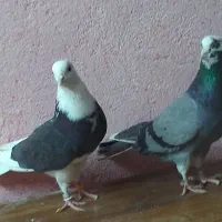 چند جفت مایه کبوتر