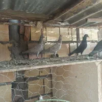 کفتر|پرنده|بیرجند, |دیوار