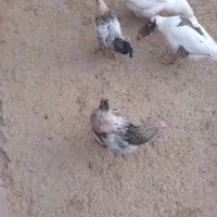 غوغاز|حیوانات مزرعه|کلاله, |دیوار