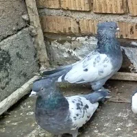 جفتی بهبهانی|پرنده|مرودشت, فرهنگ|دیوار