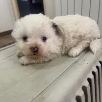 توله سگ ۴ عدد