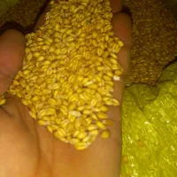 گندم سالار مادری|عمدهفروشی|کوثر, |دیوار