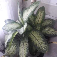 گل دیفن|گل و گیاه طبیعی|گناباد, |دیوار