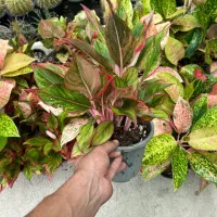 آگلونما پینک لیدی|گل و گیاه طبیعی|رشت, بیجارپس|دیوار