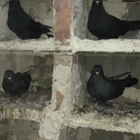 کبوتر