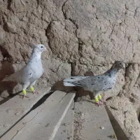 ی جفت سار دم سفید