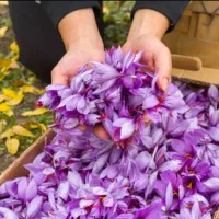 توزیع و جمع کردن زعفران.|خدمات باغبانی و درختکاری|نیشابور, راه آهن|دیوار