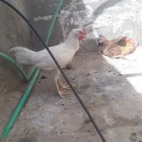 مرغ و خروس محلی