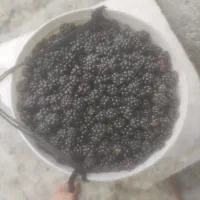 تمشک برای امروز