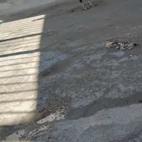 خروس|پرنده|خرم‌آباد, |دیوار