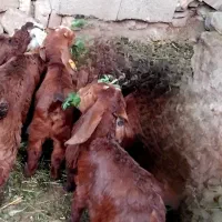 بزغاله ماده جوون خوب