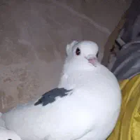 کبوتر گمشده شده