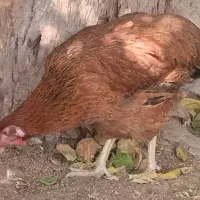 مرغ کهورستان