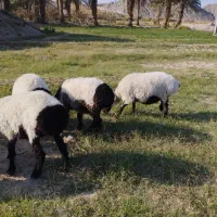 گوسفند|حیوانات مزرعه|میرجاوه, |دیوار