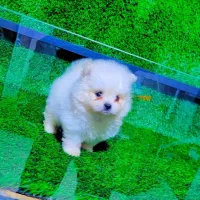 پامران تربیت شده عدد بالا|سگ|خاش, |دیوار