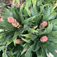 فروشنده گلخانه