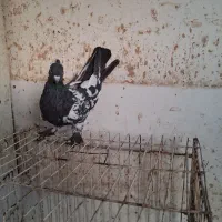 کبوتر شهری و بهبونی|پرنده|شیراز, میانرود|دیوار
