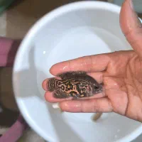 فروش ماهی اسکار و سورم